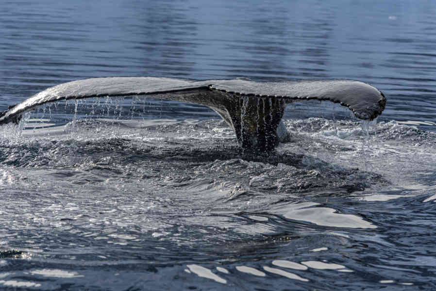 Ballena Minke - Antártida 24.jpg